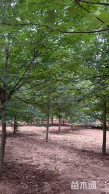 11公分美国红枫-红点