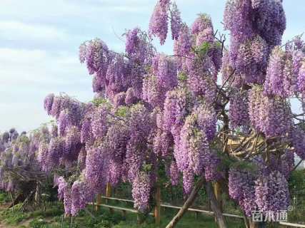 主蔓长80厘米紫藤
