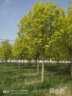 15公分金叶白蜡