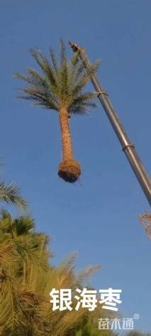 裸干高350厘米银海枣
