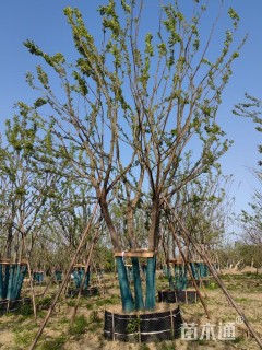 30公分(5杆)丛生朴树