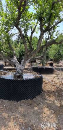 高度300厘米石榴