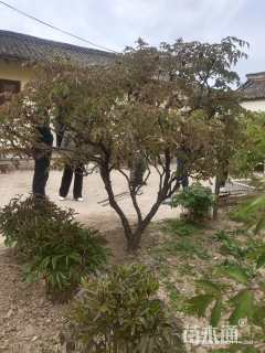 高度180厘米紫斑牡丹