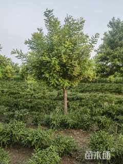 8公分矮接金枝槐