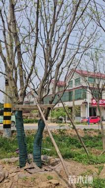 20公分(5杆)丛生乌桕