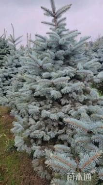 6公分科罗拉多蓝杉