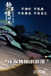 18公分造型景观松