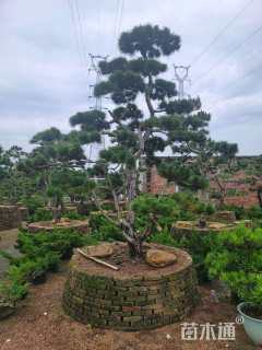 高度300厘米黑松