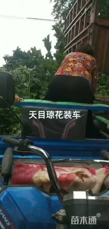 高度80厘米天目琼花