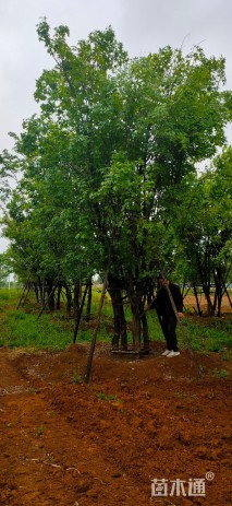 高度700厘米丛生五角枫