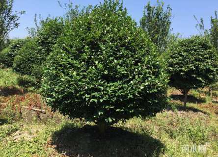 冠幅300厘米茶梅球