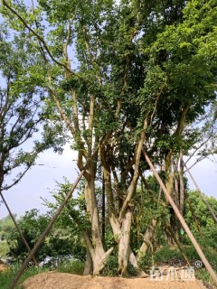 90公分丛生朴树