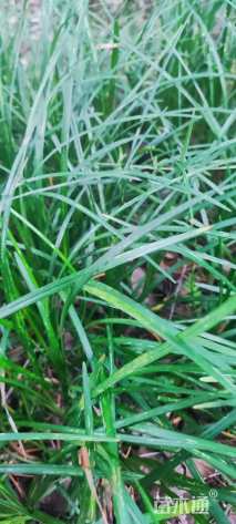 高度25厘米麦冬