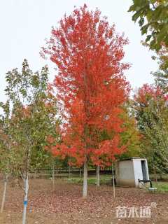 15公分美国红枫-秋火焰