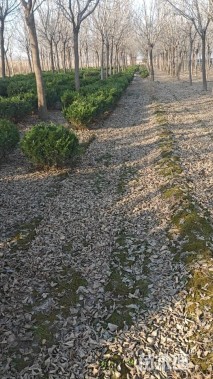 20公分金叶复叶槭