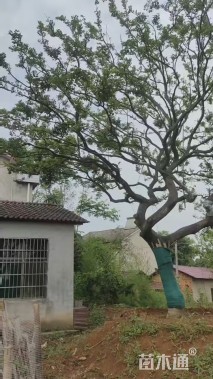 20公分朴树
