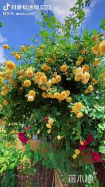 高度150厘米月季