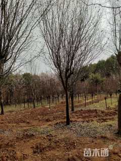 20公分木瓜海棠