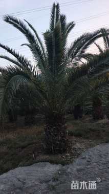 裸干高150厘米加拿利海枣