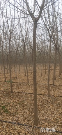 8公分金叶复叶槭