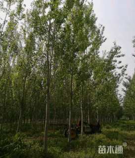 15公分毛白杨