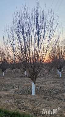 19公分绚丽海棠