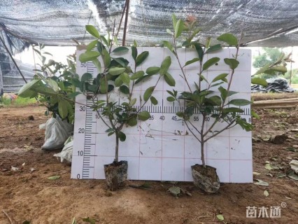 0.1公分红叶石楠