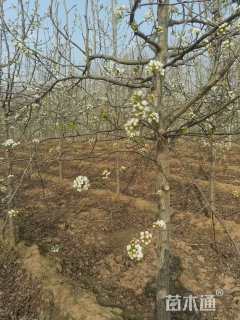 9公分彩叶豆梨-秋火焰