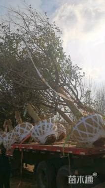 18公分日本早樱