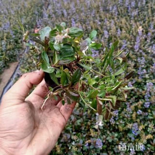 高度15厘米筋骨草