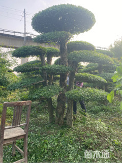 40公分造型对节白蜡