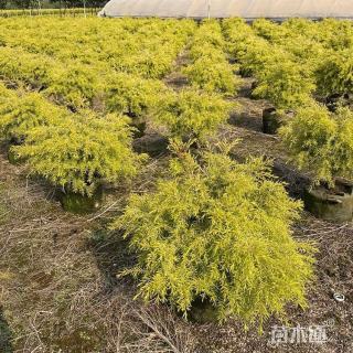 35公分黄金香柳