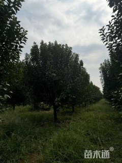 14公分绚丽海棠