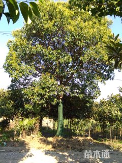 20公分大叶女贞