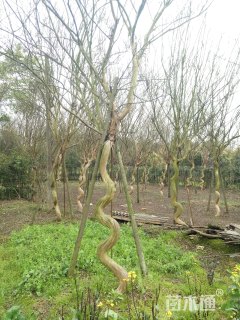 13公分造型紫薇