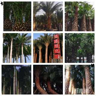 裸干高500厘米国王椰子