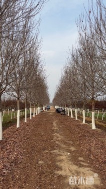 20公分美国红枫-秋火焰