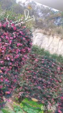 高度2200厘米茶梅柱