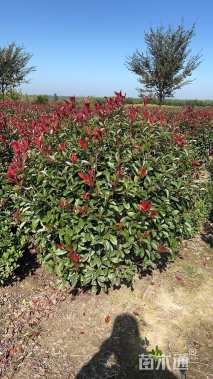 冠幅180厘米红叶石楠球