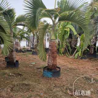 裸干高100厘米象鼻棕