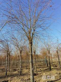 20公分金丝垂柳