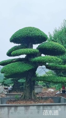 15公分造型黑松