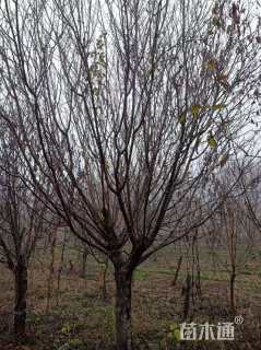 15公分青叶碧桃