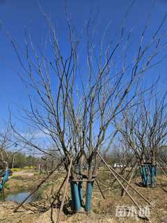 100公分(5杆)丛生朴树