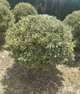 冠幅100厘米金边黄杨球