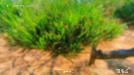 22公分造型赤松