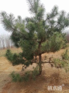 高度450厘米黑松