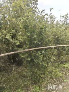 地栽苗观音竹