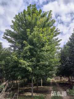 15公分美国红枫