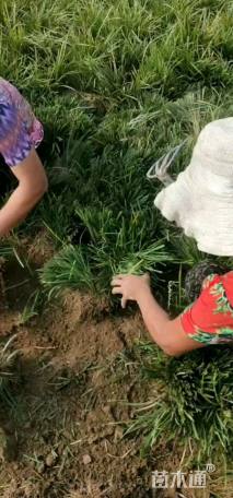 高度15厘米丹麦草